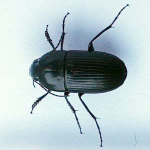 Oodes gracilis